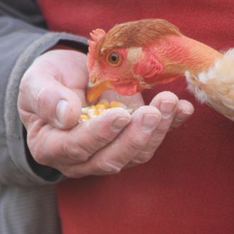 Nutrition Animale